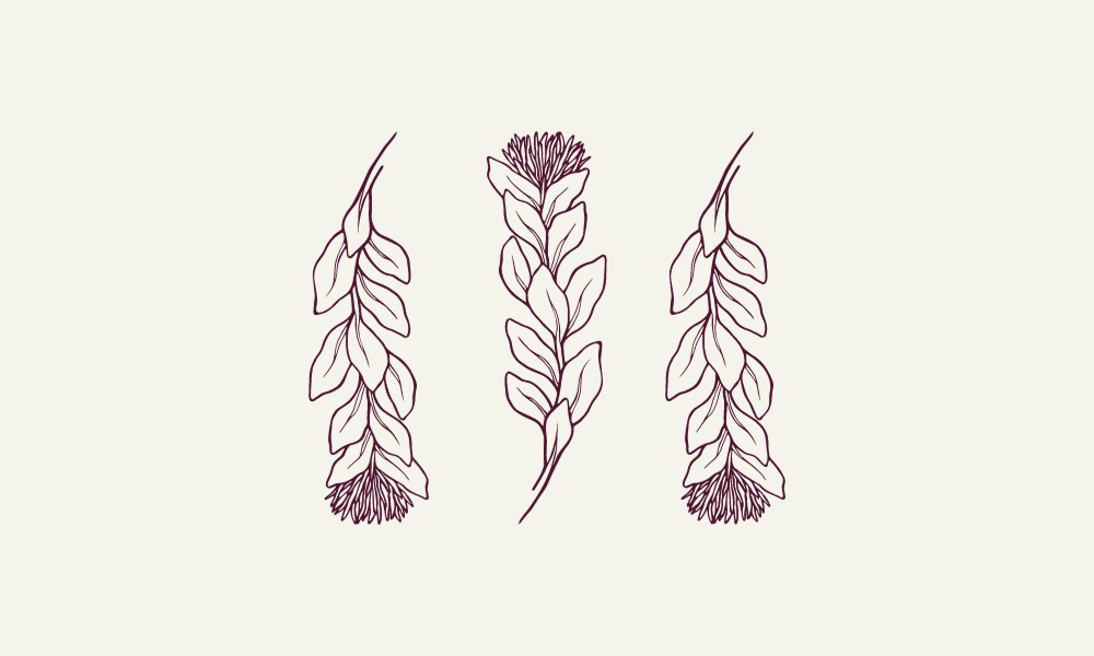 Make Time to Unlock the Benefits of Rhodiola